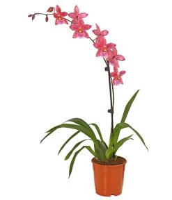 Zahnzungen-Orchidee - Odontoglossum-Hybriden, Verschiedene Sorten -Pflanzenwelt Verkauf 8704694 PR FS 004 Odontoglossum1TrieberT12DehnerHerzig