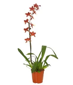 Zahnzungen-Orchidee - Odontoglossum-Hybriden, Verschiedene Sorten -Pflanzenwelt Verkauf 8704694 PR FS 005 Odontoglossum1TrieberT12DehnerHerzig