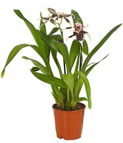 Zahnzungen-Orchidee - Odontoglossum-Hybriden, Verschiedene Sorten -Pflanzenwelt Verkauf 8704694 WE FS 001 Odontoglossum1TrieberT12DehnerHerzig