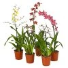 Zahnzungen-Orchidee - Odontoglossum-Hybriden, Verschiedene Sorten 1 Zahnzungen-Orchidee - Odontoglossum-Hybriden, Verschiedene Sorten -Pflanzenwelt Verkauf 8704694 WE FS 001 Odontoglossum1TrieberT12MixbildDehnerExpressHerzig