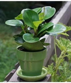 Peperomie - Peperomia Obtusifolia -Pflanzenwelt Verkauf 8705659 PeperomiaObtusifoliaPixbay