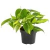 Baumfreund - Philodendron Scandens 'Brasil' -Pflanzenwelt Verkauf 8705857 PR FS 001 PhilodendronBrasilT12DehnerExpressHerzig