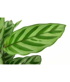 Korbmarante - Calathea 'Freddy' -Pflanzenwelt Verkauf 8712549 PR DE 001 CalatheaFreddyT12 DehnerExpressHerzig