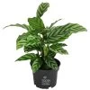 Korbmarante - Calathea 'Freddy' -Pflanzenwelt Verkauf 8712549 PR FS 001 CalatheaFreddyT12 DehnerExpressHerzig