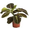 Marante - Maranta Leuconeura 'Fascinator' 1 Marante - Maranta Leuconeura 'Fascinator' -Pflanzenwelt Verkauf 8713307 PR FS 001 MarantaLeuconeuraFascinatorT12DehnerExpressHerzig