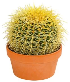 Kugelkaktus - Echinocactus, Verschiedene Sorten -Pflanzenwelt Verkauf 8716748 PR FS 001 KugelkaktusMixT20DehnerExpressHerzig