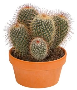 Kugelkaktus - Echinocactus, Verschiedene Sorten -Pflanzenwelt Verkauf 8716748 PR FS 003 KugelkaktusMixT20DehnerExpressHerzig