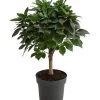Birkenfeige - Ficus 'Nitida', Stamm 2 Birkenfeige - Ficus 'Nitida', Stamm -Pflanzenwelt Verkauf 8718306 WE FS 001 FicusNitidaStammT17