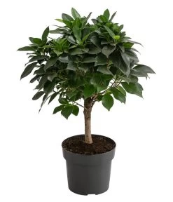 Birkenfeige - Ficus 'Nitida', Stamm