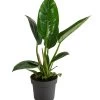 Baumfreund - Philodendron 'Imperial Green' -Pflanzenwelt Verkauf 8718322 WE FS 001 PhilodendronImperialGreenT17