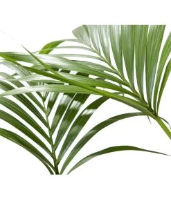 Kentiapalme - Howea Forsteriana -Pflanzenwelt Verkauf 8718660 BildD 001 KentiapalmeHoweaForsteriana