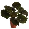 Blattbegonie - Begonia Masoniana 'River' 1 Blattbegonie - Begonia Masoniana 'River' -Pflanzenwelt Verkauf 8720534 WE FS BegoniaMasonianaT15