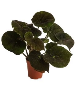 Blattbegonie - Begonia Masoniana 'River'