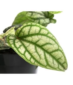 Schmuckpfeffer - Piper Sylvaticum -Pflanzenwelt Verkauf 8721110 WE DE 001 PiperSylvaticumT15