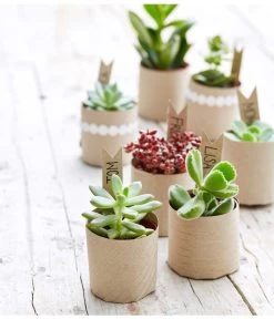 Mini Sukkulenten, Verschiedene Sorten -Pflanzenwelt Verkauf 8722514 PR MO 002 Sukkulenten