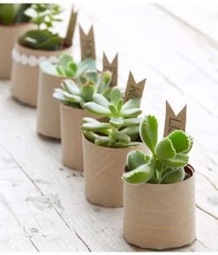 Mini Sukkulenten, Verschiedene Sorten -Pflanzenwelt Verkauf 8722514 PR MO 006 Sukkulenten