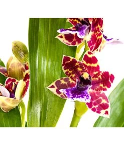 Zygopetalum - Zygopetalum Cultivars -Pflanzenwelt Verkauf 8722761 PR DE 001 Zygopetalum2TrieberDehnerExpressHerzig