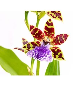 Zygopetalum - Zygopetalum Cultivars -Pflanzenwelt Verkauf 8722761 PR DE 001 ZygopetalumCultivars2TrieberT12DehnerExpressHerzig