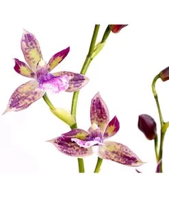 Zygopetalum - Zygopetalum Cultivars -Pflanzenwelt Verkauf 8722761 PR DE 002 Zygopetalum2TrieberDehnerExpressHerzig