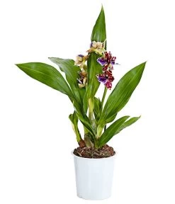 Zygopetalum - Zygopetalum Cultivars -Pflanzenwelt Verkauf 8722761 PR FS 001 Zygopetalum2TrieberDehnerExpressHerzig