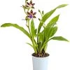 Zygopetalum - Zygopetalum Cultivars -Pflanzenwelt Verkauf 8722761 PR FS 001 ZygopetalumCultivars2TrieberT12DehnerExpressHerzig