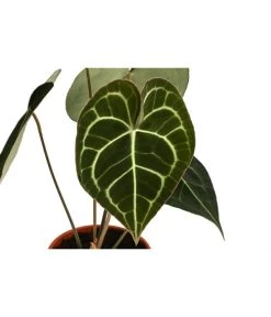Herzblattblume - Anthurium Clarinervium -Pflanzenwelt Verkauf 8722985 WE DE 001 HerzblattblumeAnthuriumClarinerviumT12