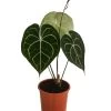 Herzblattblume - Anthurium Clarinervium -Pflanzenwelt Verkauf 8722985 WE FS 001 HerzblattblumeAnthuriumClarinerviumT12