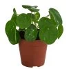 Glückstaler - Pilea Peperomioides 'White Splash' -Pflanzenwelt Verkauf 8723066 WE FS 001 PileaWhiteSplashT13