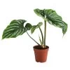 Baumfreund - Philodendron Plowmanii -Pflanzenwelt Verkauf 8723546 WE FS 001 PhilodendronPlowmaniiT15