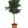 Birkenfeige - Ficus Benjamina 'Danielle' -Pflanzenwelt Verkauf 8729386 WE FS 001 FicusDanielleDoppelspiraleT26