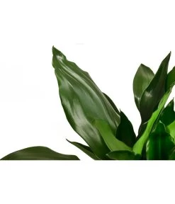 Drachenbaum - Dracaena Fragrans 'Lisa' -Pflanzenwelt Verkauf 8730731 WE DE 001 DracaenaDeremensisLisaT17