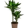 Drachenbaum - Dracaena Fragrans 'Lisa' 2 Drachenbaum - Dracaena Fragrans 'Lisa' -Pflanzenwelt Verkauf 8730731 WE FS 001 DracaenaDeremensisLisaT17