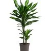 Drachenbaum - Dracaena Fragrans 'Cintho' -Pflanzenwelt Verkauf 8730749 WE FS 001 DracaenaFragransCinthoT17