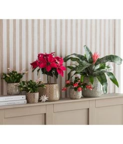 Lanzenrosette - Aechmea Fasciata -Pflanzenwelt Verkauf 8731382 8225054 WE MO 001 PrincettiaStammT15