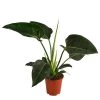 Baumfreund - Philodendron 'Congo Millions' -Pflanzenwelt Verkauf 8742199 WE FS 001 PhiloCongoMillionsT19