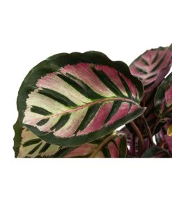 Korbmarante - Calathea Roseopicta 'Cora' -Pflanzenwelt Verkauf 8742264 WE DE 001 KorbmaranteCalatheaCoraT12