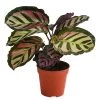 Korbmarante - Calathea Roseopicta 'Cora'