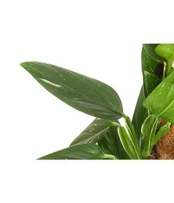 Pflanzenwelt Verkauf -Pflanzenwelt Verkauf 8747073 PR DE 001 PhilodendronCobraT19DehnerExpressHerzig