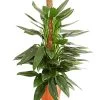 Baumfreund - Philodendron 'Cobra' -Pflanzenwelt Verkauf 8747073 PR FS 001 PhilodendronCobraT19DehnerExpressHerzig
