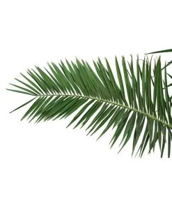 XXL Kanarische Dattelpalme, Ca. 170 Cm 7 XXL Kanarische Dattelpalme, Ca. 170 Cm -Pflanzenwelt Verkauf 8753063 PR DE 001 XXLKanarischeDattelpalme70L