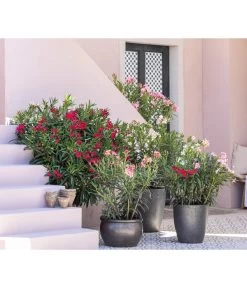 Oleander, Solitärbusch 6 Oleander, Solitärbusch -Pflanzenwelt Verkauf 8753139 WE MO 001 OleanderNeriumOleander