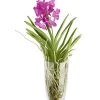 Orchidee - Vanda Cultivars 'Vanda', Im Glas -Pflanzenwelt Verkauf 8756199 PR FS 001 VandaKleinbluetigImGlasDehnerExpressZS