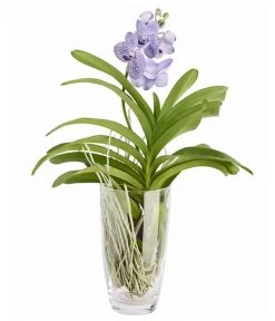 Orchidee - Vanda Cultivars 'Vanda', Im Glas 8 Orchidee - Vanda Cultivars 'Vanda', Im Glas -Pflanzenwelt Verkauf 8756199 PR FS 002 VandaKleinbluetigImGlasDehnerExpressZS