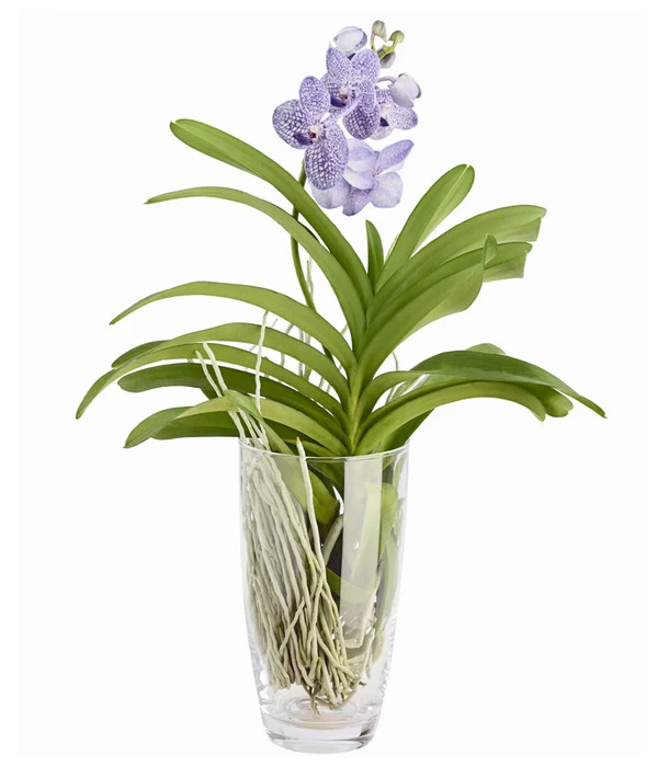 Orchidee - Vanda Cultivars 'Vanda', Im Glas 4 Orchidee - Vanda Cultivars 'Vanda', Im Glas – Bild 2