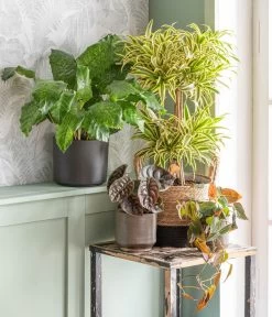 Korbmarante - Calathea Mosaica -Pflanzenwelt Verkauf 875841 WE MO 001 DracaenaSongofIndiaT24AutumnLeaf