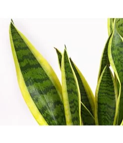 Bogenhanf - Sansevieria Trifasciata Var. Laurentii -Pflanzenwelt Verkauf 8760076 8267932 8267973 BE DE 001 SchwiegermutterzungeT11DehnerExpressHerzig