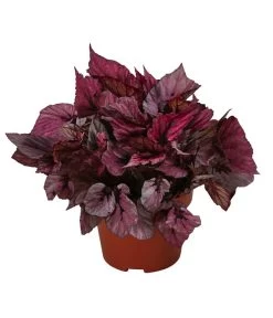 Blattbegonie - Begonia Rex-Hybride 'Indian Summer'