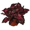 Blattbegonie - Begonia Rex-Hybride 'Inca Night' 2 Blattbegonie - Begonia Rex-Hybride 'Inca Night' -Pflanzenwelt Verkauf 8761025 WE FS 001 BegoniaIncaNight Blattbegonie