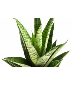 Bogenhanf - Sansevieria-Hybride 'Tough Lady' -Pflanzenwelt Verkauf 8764730 PR DE 001 SansevieriaToughLadyT12DehnerExpressHerzig