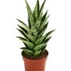 Bogenhanf - Sansevieria-Hybride 'Tough Lady' -Pflanzenwelt Verkauf 8764730 PR FS 001 SansevieriaToughLadyT12DehnerExpressHerzig